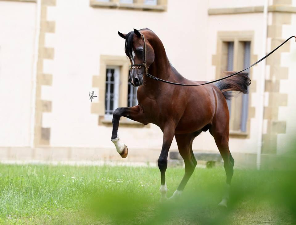Le Haras Du Favry Appartement Palinges Buitenkant foto