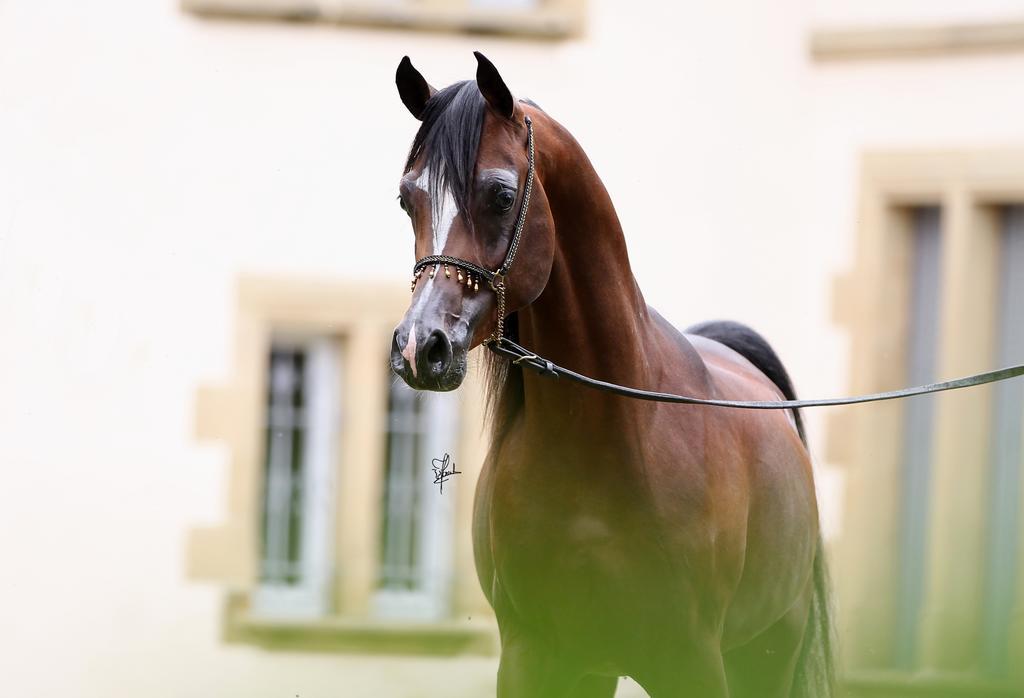 Le Haras Du Favry Appartement Palinges Buitenkant foto
